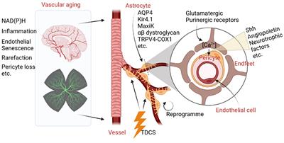 Editorial: The role of astrocyte in vascular aging